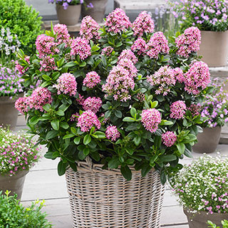 Escallonia 'Pink Elle'