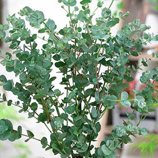 Eucalyptus gunnii 'Azura' 