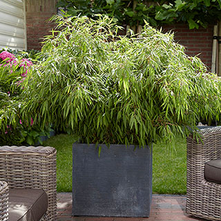 Fargesia rufa Fountain Bamboo