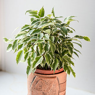 Weeping Fig 'Kinky Jute'