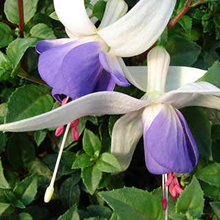Hardy Fuchsia 'Delta's Sarah'