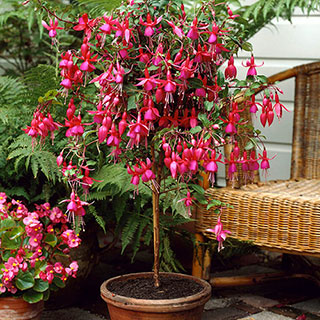 Flowering Fuchsia Tree