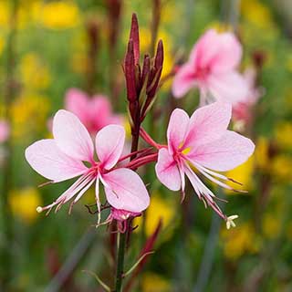 Gaura lindheimeri Siskiyou Pink 