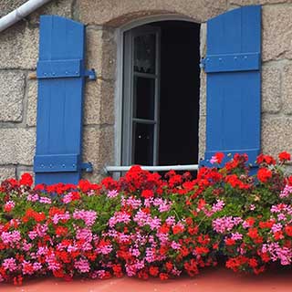 Geranium Decora Balcony Mix 