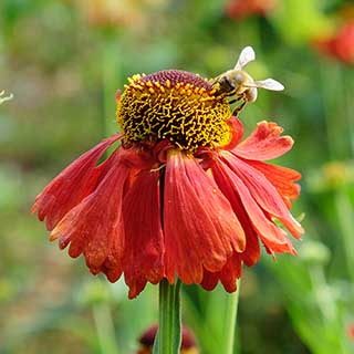 Helenium Moerheim Beauty 