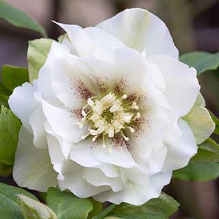Hellebore Double Ellen White 
