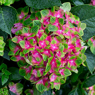 Hydrangea 'Glam Rock'