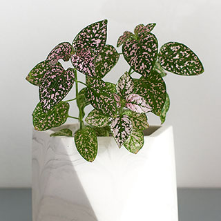 Polka Dot Plant 'Super Pink'