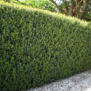 Ilex crenata 'Green Hedge' Japanese Holly