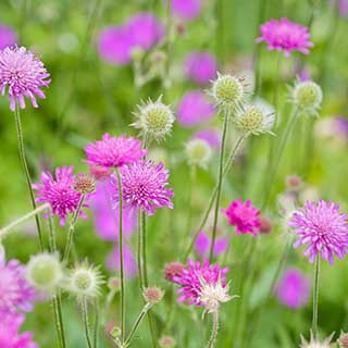 Knautia macedonica (Melton Pastels) 