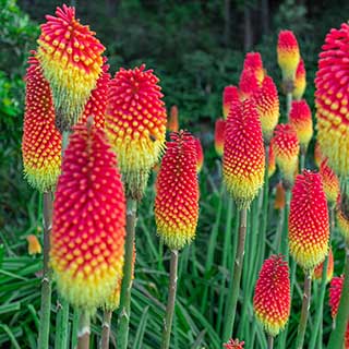 Kniphofia Flamenco 