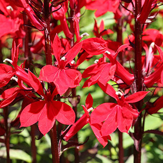 Lobelia 'Queen Victoria'