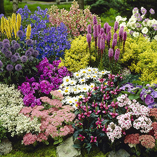 Hardy Perennial Plant Lucky Dip