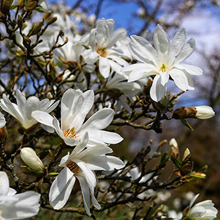 Magnolia Stellata