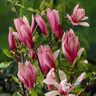 Magnolia 'Susan'