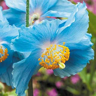 Meconopsis betonicifolia 