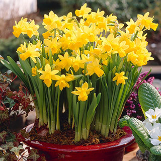 Dwarf Daffodil 'T�te-�-T�te'
