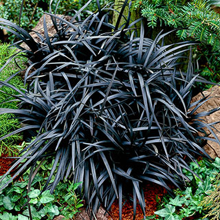 Ophiopogon 'Black Dragon Grass'