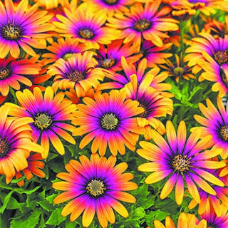 Osteospermum ' Purple Sun' 
