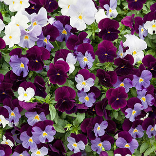 Pansy 'Cool Wave Berries & Cream'