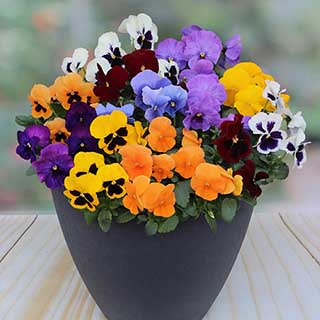 Pansy Colourburst 