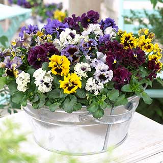 Pansy Frizzle Sizzle Mix 