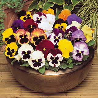 Pansy Matrix Mixed 