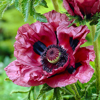 Papaver or. 'Patty's Plum' 