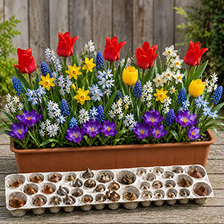 Drop In Bulb Planter 'Balcony Beauty'