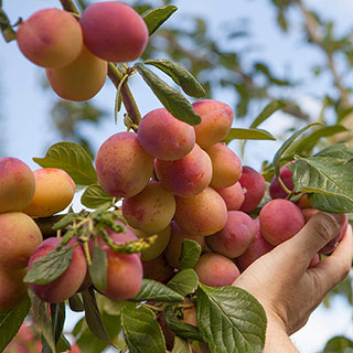 Plum 'Victoria'
