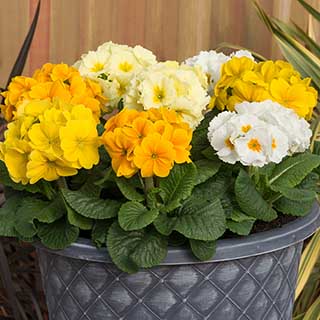 Polyanthus Spring Fever 