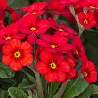 Polyanthus Stella Scarlet Pimpernel 