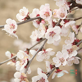 Japanese Blossom Cherry Prunus 'Kojo-no-Mai'