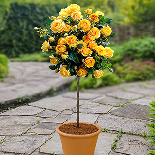 Patio Standard Yellow Rose