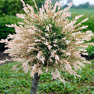 Flamingo Willow Salix 'Hakuro-nishiki' Standard Tree
