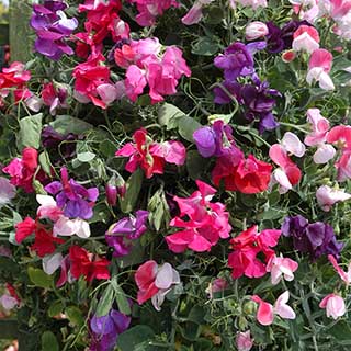 Sweet Pea Fragrant Trails 
