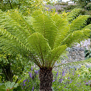 Tree Fern 'Dicksonia Antarctica' Log