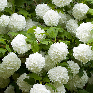 Snowball Tree Viburnum opulus 'Roseum'