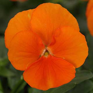 Viola 'Pumpkin' Mix