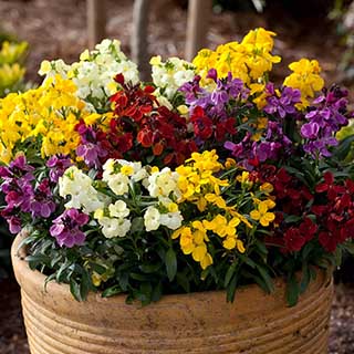 Wallflower Sugar Rush 