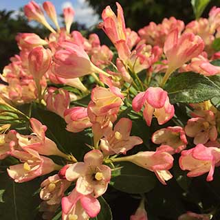 Weigela 'All Summer Peach'