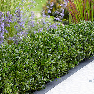 Ilex crenata Luxus (hedging) 