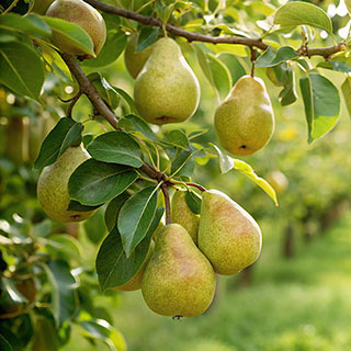 Patio Pear 'Garden Pearl' Tree