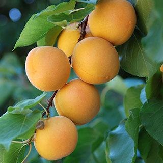 Patio Apricot 'Aprigold' Fruit Tree