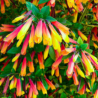 Jacobinia pauciflora