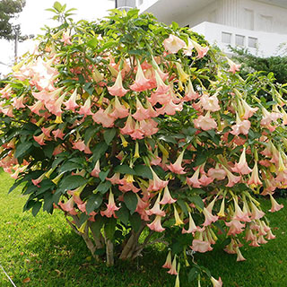 Brugmansia Pink