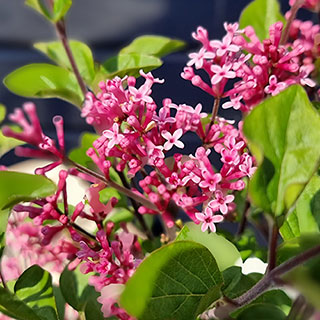 Syringa meyeri 'Little Rosie' standard 