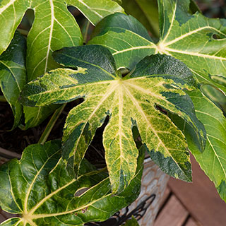 Fatsia japonica Camouflage 