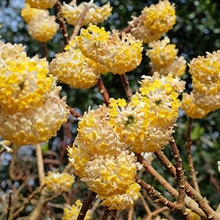 Edgeworthia chrysantha Grandiflora 