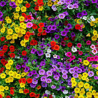 Calibrachoa Cabaret Collection 